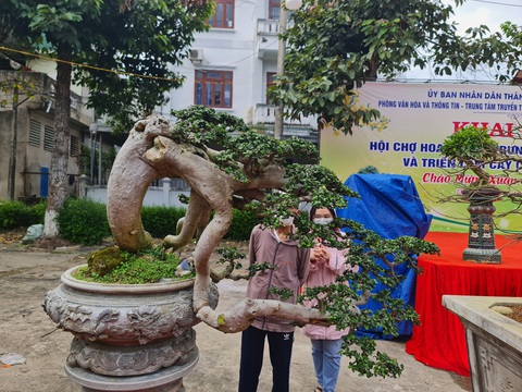 Ngắm những cây bonsai tuyệt đẹp ở chợ hoa xuân Quảng Ngãi - Ảnh 5. Ngắm những cây bonsai tuyệt đẹp ở chợ hoa xuân Quảng Ngãi - Ảnh 5.