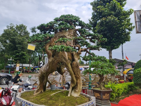 Ngắm những cây bonsai tuyệt đẹp ở chợ hoa xuân Quảng Ngãi - Ảnh 4. Ngắm những cây bonsai tuyệt đẹp ở chợ hoa xuân Quảng Ngãi - Ảnh 4.