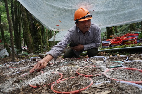 Khoanh nợ cho người trồng sâm Ngọc Linh bị sâu bệnh - Ảnh 1. Khoanh nợ cho người trồng sâm Ngọc Linh bị sâu bệnh - Ảnh 1.