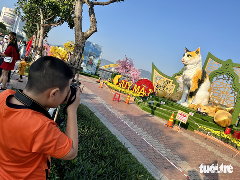 Đàn mèo híp mắt ở Đà Nẵng hút bình luận vì quá dễ thương - Ảnh 8. Đàn mèo híp mắt ở Đà Nẵng hút bình luận vì quá dễ thương - Ảnh 8.