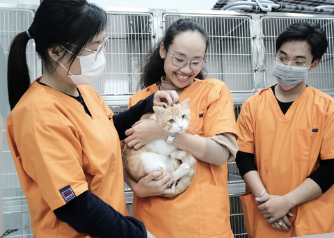 Những người bạn trẻ dành tình yêu đặc biệt cho mèo - Ảnh 1. Những người bạn trẻ dành tình yêu đặc biệt cho mèo - Ảnh 1.