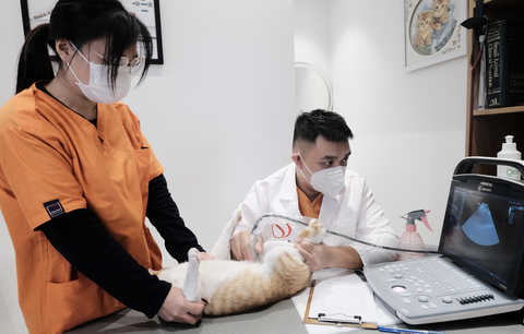 Những người bạn trẻ dành tình yêu đặc biệt cho mèo - Ảnh 2. Những người bạn trẻ dành tình yêu đặc biệt cho mèo - Ảnh 2.