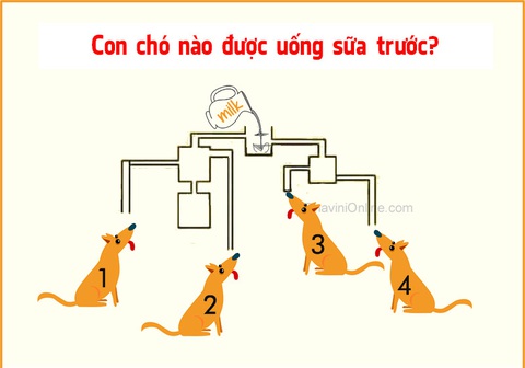 Đố vui: Con chó nào được uống sữa trước? - Ảnh 1. Đố vui: Con chó nào được uống sữa trước? - Ảnh 1.