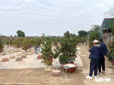 Nhiều nhà vườn trồng hoa Tết ở Nhật Tân cháy hàng - Ảnh 2. Nhiều nhà vườn trồng hoa Tết ở Nhật Tân cháy hàng - Ảnh 2.