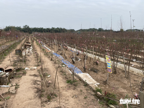 Nhiều nhà vườn trồng hoa Tết ở Nhật Tân cháy hàng - Ảnh 3. Nhiều nhà vườn trồng hoa Tết ở Nhật Tân cháy hàng - Ảnh 3.