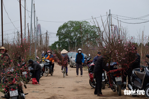 Nhiều nhà vườn trồng hoa Tết ở Nhật Tân cháy hàng - Ảnh 7. Nhiều nhà vườn trồng hoa Tết ở Nhật Tân cháy hàng - Ảnh 7.