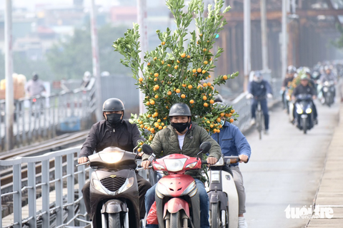 Nhiều nhà vườn trồng hoa Tết ở Nhật Tân cháy hàng - Ảnh 11. Nhiều nhà vườn trồng hoa Tết ở Nhật Tân cháy hàng - Ảnh 11.