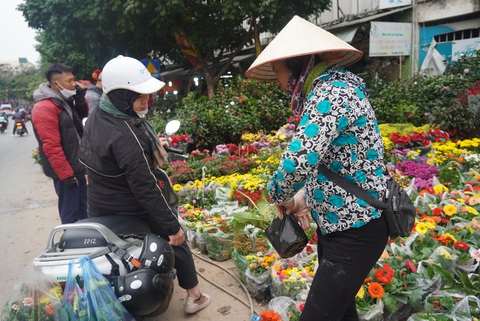 Hoa đào, lan, quất... siêu khuyến mãi chờ người mua - Ảnh 3. Hoa đào, lan, quất... siêu khuyến mãi chờ người mua - Ảnh 3.