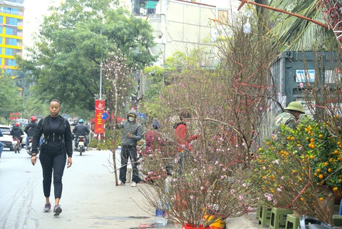 Hoa đào, lan, quất... siêu khuyến mãi chờ người mua - Ảnh 4. Hoa đào, lan, quất... siêu khuyến mãi chờ người mua - Ảnh 4.