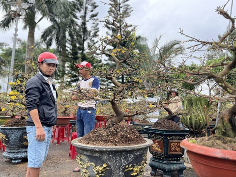 Mưa gió liên tục, chợ hoa Tết Quảng Ngãi đìu hiu - Ảnh 12. Mưa gió liên tục, chợ hoa Tết Quảng Ngãi đìu hiu - Ảnh 12.