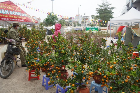 Hoa đào, lan, quất... siêu khuyến mãi chờ người mua - Ảnh 5. Hoa đào, lan, quất... siêu khuyến mãi chờ người mua - Ảnh 5.