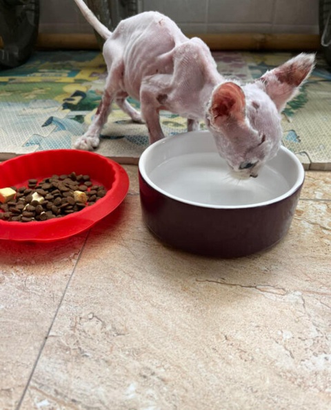 Hành trình lột xác ngoạn mục của bé mèo bị vứt bỏ ngoài đường - Ảnh 1. Hành trình lột xác ngoạn mục của bé mèo bị vứt bỏ ngoài đường - Ảnh 1.