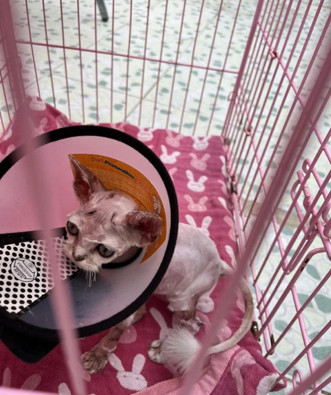 Hành trình lột xác ngoạn mục của bé mèo bị vứt bỏ ngoài đường - Ảnh 5. Hành trình lột xác ngoạn mục của bé mèo bị vứt bỏ ngoài đường - Ảnh 5.