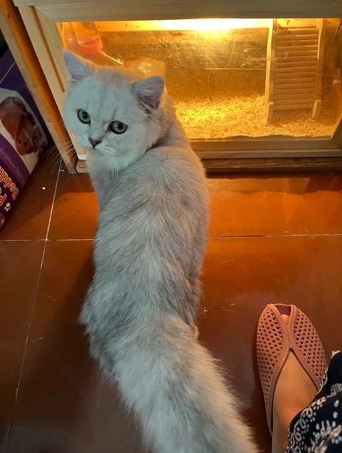 Hành trình lột xác ngoạn mục của bé mèo bị vứt bỏ ngoài đường - Ảnh 10. Hành trình lột xác ngoạn mục của bé mèo bị vứt bỏ ngoài đường - Ảnh 10.