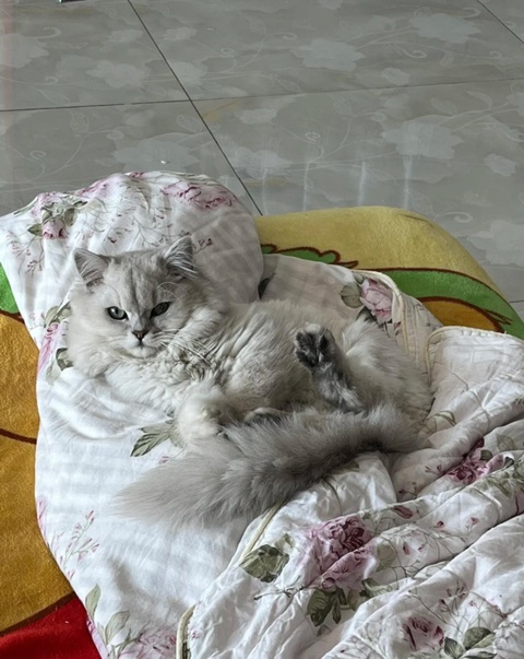 Hành trình lột xác ngoạn mục của bé mèo bị vứt bỏ ngoài đường - Ảnh 11. Hành trình lột xác ngoạn mục của bé mèo bị vứt bỏ ngoài đường - Ảnh 11.
