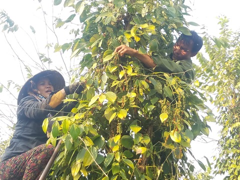 Hàng Việt xuất khẩu TOP đầu thế giới - Ảnh 7. Hàng Việt xuất khẩu TOP đầu thế giới - Ảnh 7.
