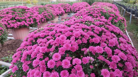 Cúc mâm xôi tím của lão nông Cần Thơ vừa ra mắt đã bán sạch - Ảnh 1. Cúc mâm xôi tím của lão nông Cần Thơ vừa ra mắt đã bán sạch - Ảnh 1.
