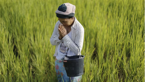 Thái Lan lo khi nông dân chuyển sang trồng giống lúa Việt Nam - Ảnh 1. Thái Lan lo khi nông dân chuyển sang trồng giống lúa Việt Nam - Ảnh 1.