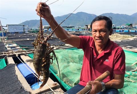 Trung Quốc mở cửa, tôm hùm tăng giá cận Tết - Ảnh 1. Trung Quốc mở cửa, tôm hùm tăng giá cận Tết - Ảnh 1.
