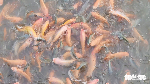 Đàn cá tự nhiên hàng ngàn con nương tựa trước nhà người dân ở An Giang - Ảnh 5. Đàn cá tự nhiên hàng ngàn con nương tựa trước nhà người dân ở An Giang - Ảnh 5.