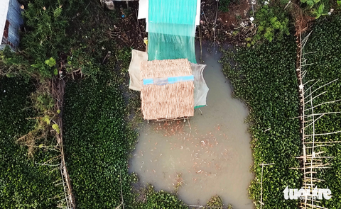 Đàn cá tự nhiên hàng ngàn con nương tựa trước nhà người dân ở An Giang - Ảnh 6. Đàn cá tự nhiên hàng ngàn con nương tựa trước nhà người dân ở An Giang - Ảnh 6.