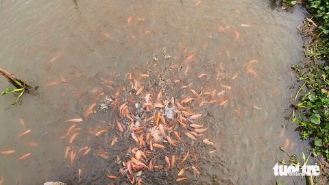 Đàn cá tự nhiên hàng ngàn con nương tựa trước nhà người dân ở An Giang - Ảnh 4. Đàn cá tự nhiên hàng ngàn con nương tựa trước nhà người dân ở An Giang - Ảnh 4.