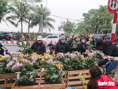 Hà Nội: lan hồ điệp ‘sale sập sàn’ vẫn vắng khách mua - Ảnh 1. Hà Nội: lan hồ điệp ‘sale sập sàn’ vẫn vắng khách mua - Ảnh 1.