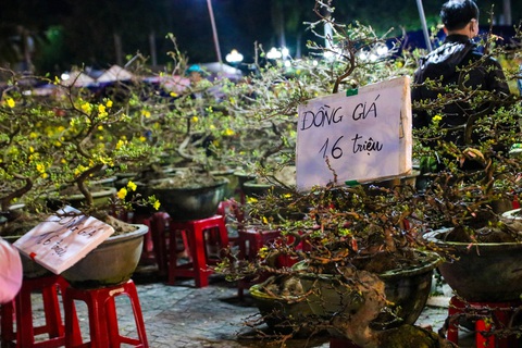 Chợ hoa Tết Quảng Ngãi đồng loạt xả hàng mong thu hồi vốn - Ảnh 5. Chợ hoa Tết Quảng Ngãi đồng loạt xả hàng mong thu hồi vốn - Ảnh 5.