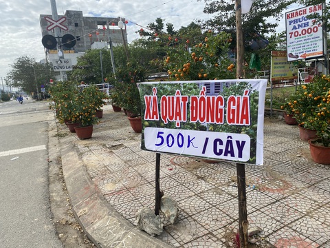 Hoa Tết ở Đà Nẵng đồng loạt đại hạ giá, sale sập sàn - Ảnh 1. Hoa Tết ở Đà Nẵng đồng loạt đại hạ giá, sale sập sàn - Ảnh 1.
