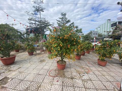Hoa Tết ở Đà Nẵng đồng loạt đại hạ giá, sale sập sàn - Ảnh 3. Hoa Tết ở Đà Nẵng đồng loạt đại hạ giá, sale sập sàn - Ảnh 3.