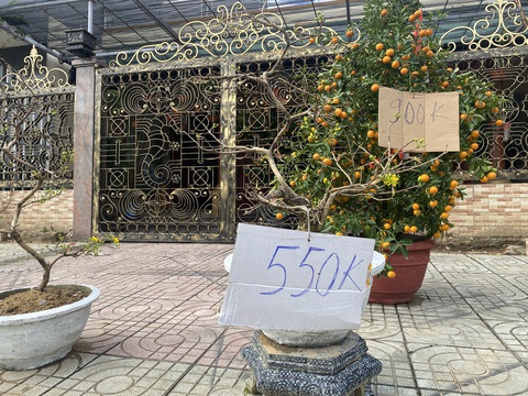Hoa Tết ở Đà Nẵng đồng loạt đại hạ giá, sale sập sàn - Ảnh 2. Hoa Tết ở Đà Nẵng đồng loạt đại hạ giá, sale sập sàn - Ảnh 2.