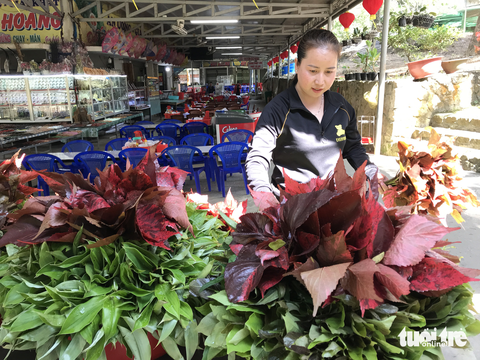 Tết của những người sống nương nhờ núi Cấm - Ảnh 4. Tết của những người sống nương nhờ núi Cấm - Ảnh 4.