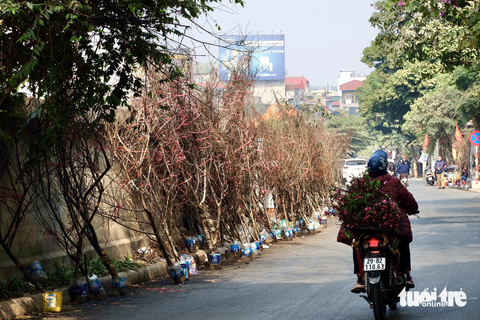 Xả hàng hoa 30 Tết: Không mặc cả, mệt lắm rồi - Ảnh 5. Xả hàng hoa 30 Tết: Không mặc cả, mệt lắm rồi - Ảnh 5.