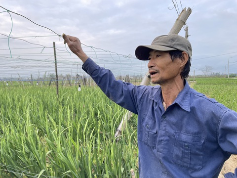 Vựa lay ơn lớn nhất nhì miền Trung không nở, người trồng hoa mất Tết - Ảnh 1. Vựa lay ơn lớn nhất nhì miền Trung không nở, người trồng hoa mất Tết - Ảnh 1.