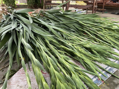 Vựa lay ơn lớn nhất nhì miền Trung không nở, người trồng hoa mất Tết - Ảnh 5. Vựa lay ơn lớn nhất nhì miền Trung không nở, người trồng hoa mất Tết - Ảnh 5.