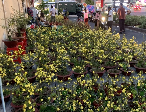 Chợ hoa Tết đóng cửa, người bán ráng vớt vát cú chót - Ảnh 3. Chợ hoa Tết đóng cửa, người bán ráng vớt vát cú chót - Ảnh 3.
