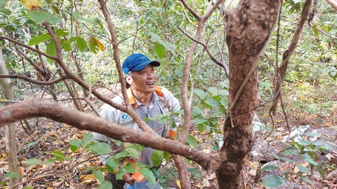 Săn mai rừng ở đảo Nam Du - Ảnh 1. Săn mai rừng ở đảo Nam Du - Ảnh 1.