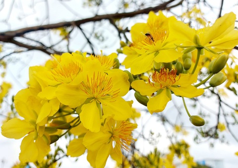 Săn mai rừng ở đảo Nam Du - Ảnh 3. Săn mai rừng ở đảo Nam Du - Ảnh 3.