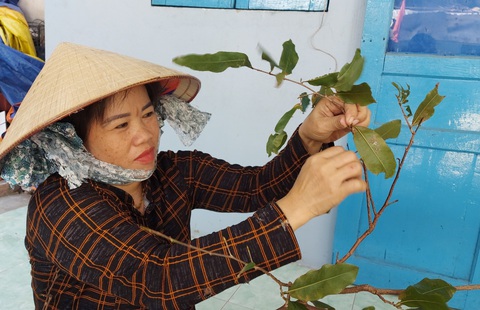 Săn mai rừng ở đảo Nam Du - Ảnh 6. Săn mai rừng ở đảo Nam Du - Ảnh 6.