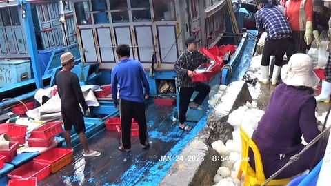 Ngư dân Khánh Hòa được mùa cá ngừ sọc dưa, cá thu… - Ảnh 1. Ngư dân Khánh Hòa được mùa cá ngừ sọc dưa, cá thu… - Ảnh 1.