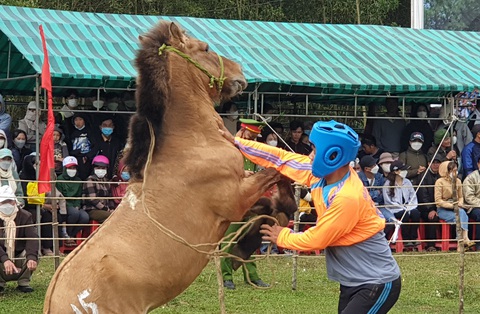 Cười bò với hội đua ngựa mỗi năm chỉ một lần tổ chức vào dịp Tết - Ảnh 3. Cười bò với hội đua ngựa mỗi năm chỉ một lần tổ chức vào dịp Tết - Ảnh 3.