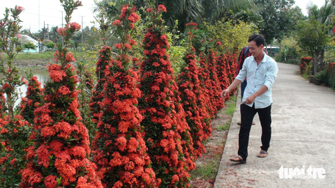 Hàng rào đỏ rực tại miền Tây, ai qua cũng ngoái nhìn - Ảnh 5. Hàng rào đỏ rực tại miền Tây, ai qua cũng ngoái nhìn - Ảnh 5.