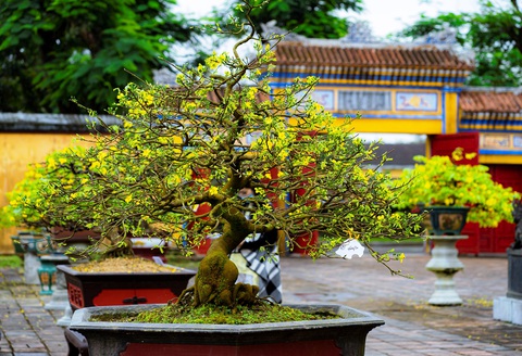 Lễ hội Hoàng mai Huế lần thứ I: Lễ hội của “hoa vua” - Ảnh 1. Lễ hội Hoàng mai Huế lần thứ I: Lễ hội của “hoa vua” - Ảnh 1.