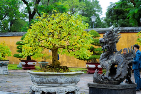 Lễ hội Hoàng mai Huế lần thứ I: Lễ hội của “hoa vua” - Ảnh 5. Lễ hội Hoàng mai Huế lần thứ I: Lễ hội của “hoa vua” - Ảnh 5.