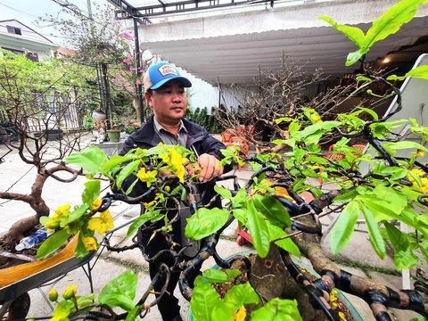 Lễ hội Hoàng mai Huế lần thứ I: Lễ hội của “hoa vua” - Ảnh 3. Lễ hội Hoàng mai Huế lần thứ I: Lễ hội của “hoa vua” - Ảnh 3.