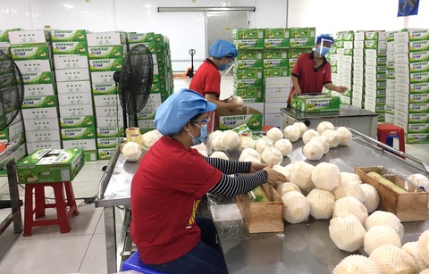 Để nông sản Việt có những thương hiệu kiểu nho mẫu đơn Hàn Quốc - Ảnh 1. Để nông sản Việt có những thương hiệu kiểu nho mẫu đơn Hàn Quốc - Ảnh 1.