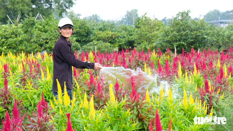 Ra ngoại thành TP.HCM xem nhà vườn chăm hoa kiểng Tết - Ảnh 5. Ra ngoại thành TP.HCM xem nhà vườn chăm hoa kiểng Tết - Ảnh 5.
