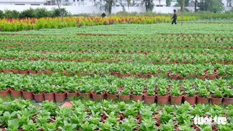 Ra ngoại thành TP.HCM xem nhà vườn chăm hoa kiểng Tết - Ảnh 6. Ra ngoại thành TP.HCM xem nhà vườn chăm hoa kiểng Tết - Ảnh 6.
