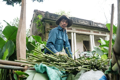 Thấy Tết đến gần khi làng Tràng Cát tấp nập bán lá dong - Ảnh 6. Thấy Tết đến gần khi làng Tràng Cát tấp nập bán lá dong - Ảnh 6.