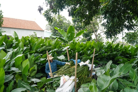 Thấy Tết đến gần khi làng Tràng Cát tấp nập bán lá dong - Ảnh 1. Thấy Tết đến gần khi làng Tràng Cát tấp nập bán lá dong - Ảnh 1.